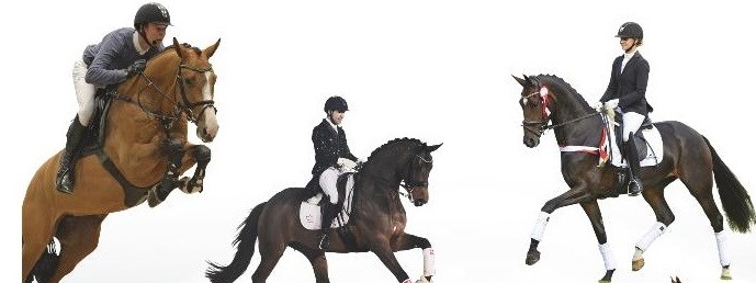 Outstanding Danish Warmbloods from 2017 and winter 2018