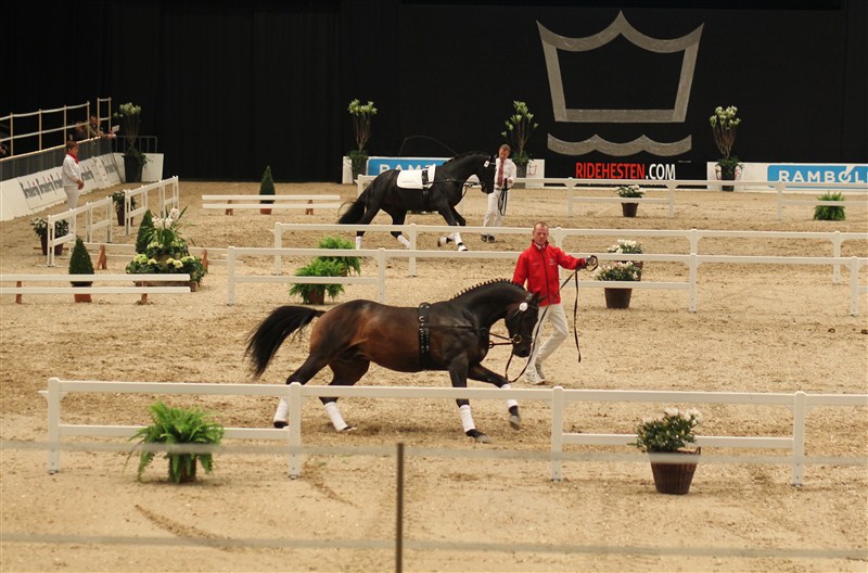 At the National Stallion Show in Herning, DK, young colts are now shown also in lungeing reins as part of their evaluation.