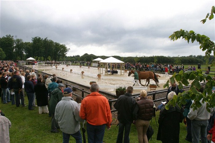 There are 7 regional foal shows within Dansk Varmblod each year. The foal shows are held from Mid-July to Mid-August, and the very best of each show are appointed to the Elite Show in September.