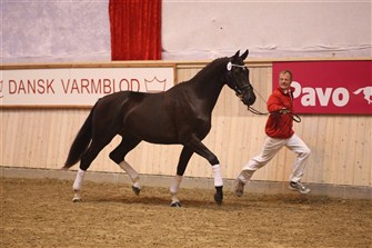 Tirana by Tailormade Temptation DVH 967 became Best 2-year-old dressage mare in 2011