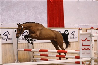 Hava Ask by Lambrusco Ask DVE 698 became Best 2-year-old jumper mare in 2011