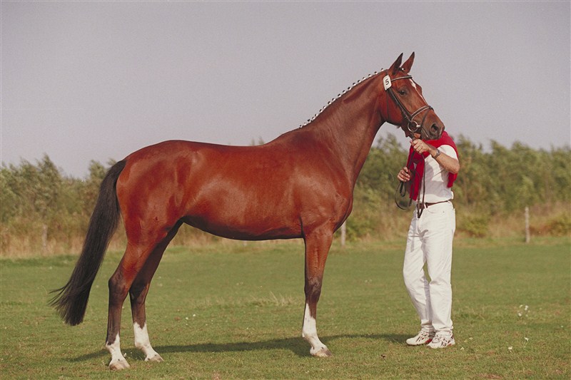 An example of a mare with the grading classification EGRDH: The elite- and gold meal mare Vanessa Stensvang  - does not share this special grading classification with many other mares... She was mare of the year 1999 and now breeding successfully at her birthplace in South Jutland.
