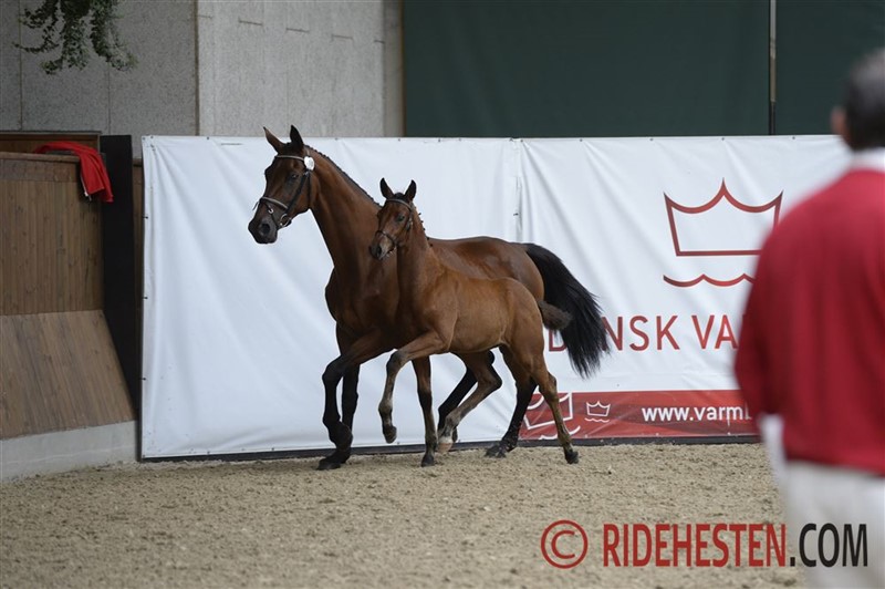 Danish Warmblood foal shows gather many breeders and spectators.