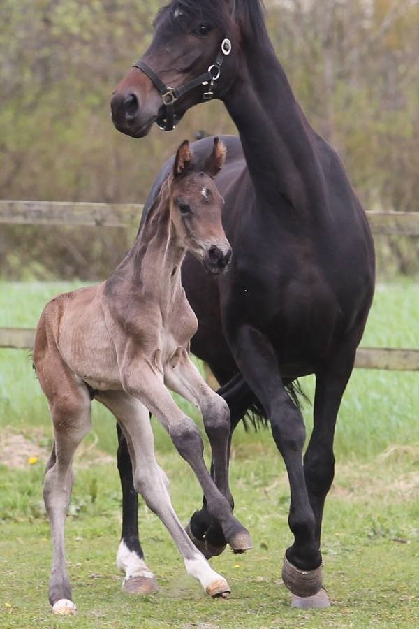 Registration of Danish Warmblood foal is easy - check our rules and get started!