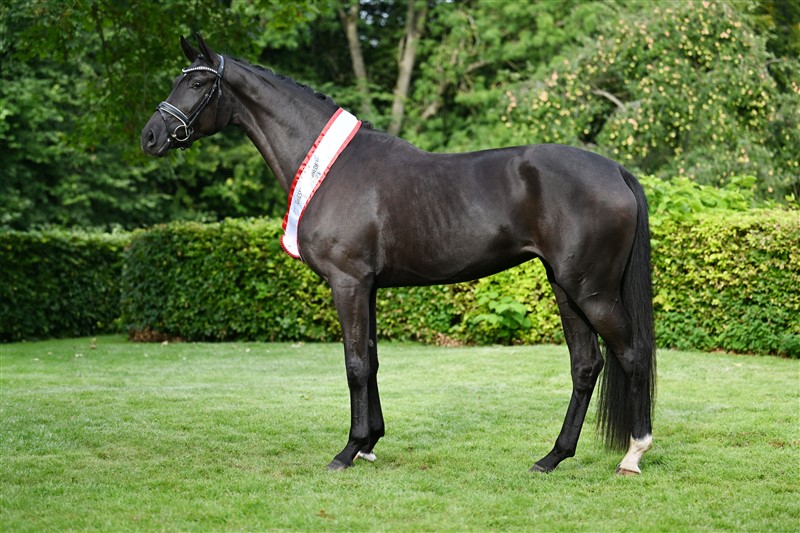 Polka Perfection M by Secret/Fürstenball was awarded GRDH at the Elitemare show in 2024 and was proclaimed Mare of the Year