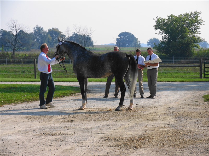 All mares and stallions for grading are shown on hard surface in-hand, Epona Farm, 2008