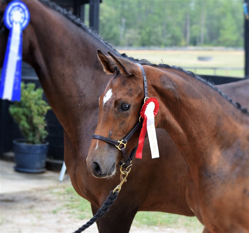 Foal at evaluation, South Carolina, 2016