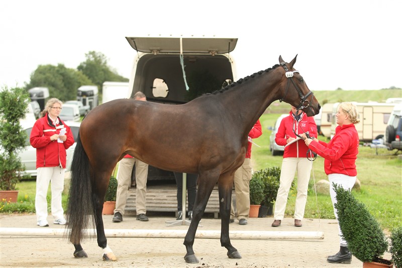 All mares are graded at a mare grading before they can register foals in Danish Warmblood.