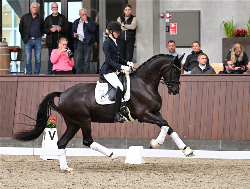 Røjleskovens Secret's Unique obtained her "R" at the mare grading in 2023