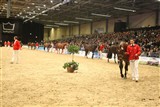 Our National Stallion Show is in a class of its own - world-wide. More than 53,000 spectators visited our National Stallion Show each each for the past 3 years.