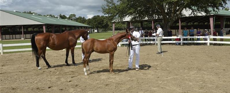 Foal shows are a part of the US inspections happening every second year. In 2022 the next Danish Warmblood inspection will take place in the US.