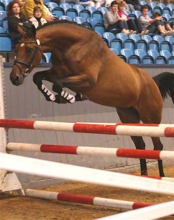 Gold medal mare Chelsea Sem by the elite sire Cajus is taken into the DWB Showjumper Program.