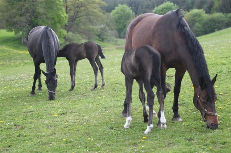 To many breeders the arrival of foals is the joy of life. But at the bottom line the transformation of foals into grown, ridden sport horses is just as fascinating and a kind of key.