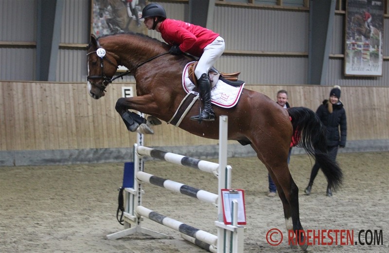 The 3½-year-old newly approved jumper stallion, Vong's Brunello DWB, acquired at auction in Denmark by Tallin Farm, also passed his 35-day performance test in Denmark in November 2018. Thereby he is invited to come for final grading in Herning, DK in March 2019. For the US-based young breeding stallions we have alternative ways of performance testing.