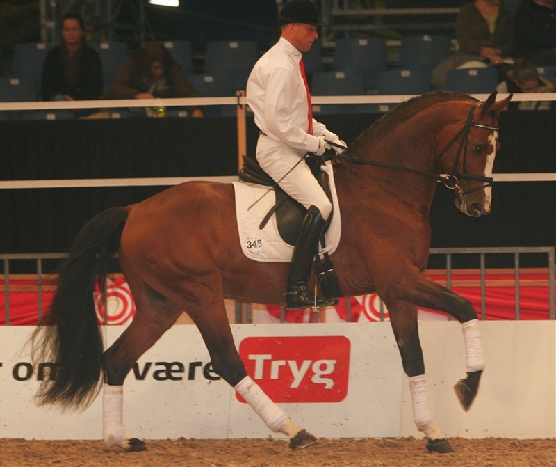 Høgholm's Cobra One at the Young Horse Championships as 5-year-old in Herning, Denmark, here ridden by test rider Rune Wilumsen.