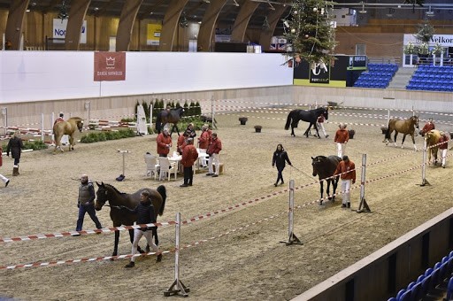 The pre-selections of young colts form the basis of the Danish selection system, and only the very best are approved for licensing and performance tests.