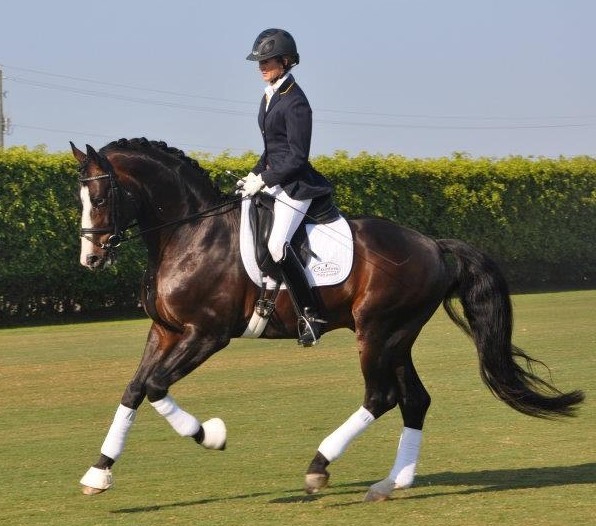 The stallion Sandro Fidelis 2012