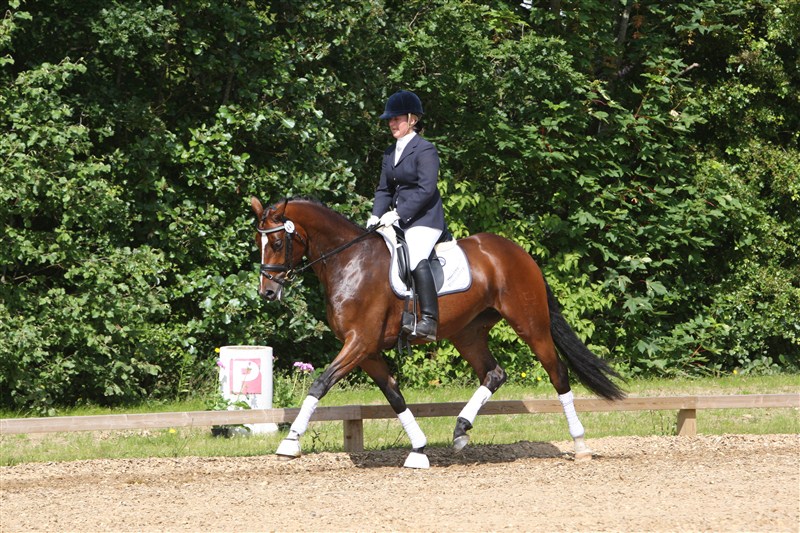 Miss Manjana-WI by His Highness/Münchhausen passed her saddle grading and was selected to the main studbook, thereby giving her the grading classification RDH. As an extra bonus, she was invited for the Elite Mare Show and awarded a silver medal later that year.