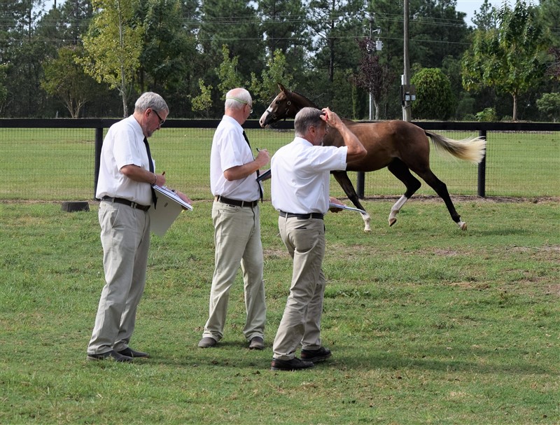 Our judges, Poul Graugaard and Ole From Christensen viewing gaits shown free, South Carolina, 2016
