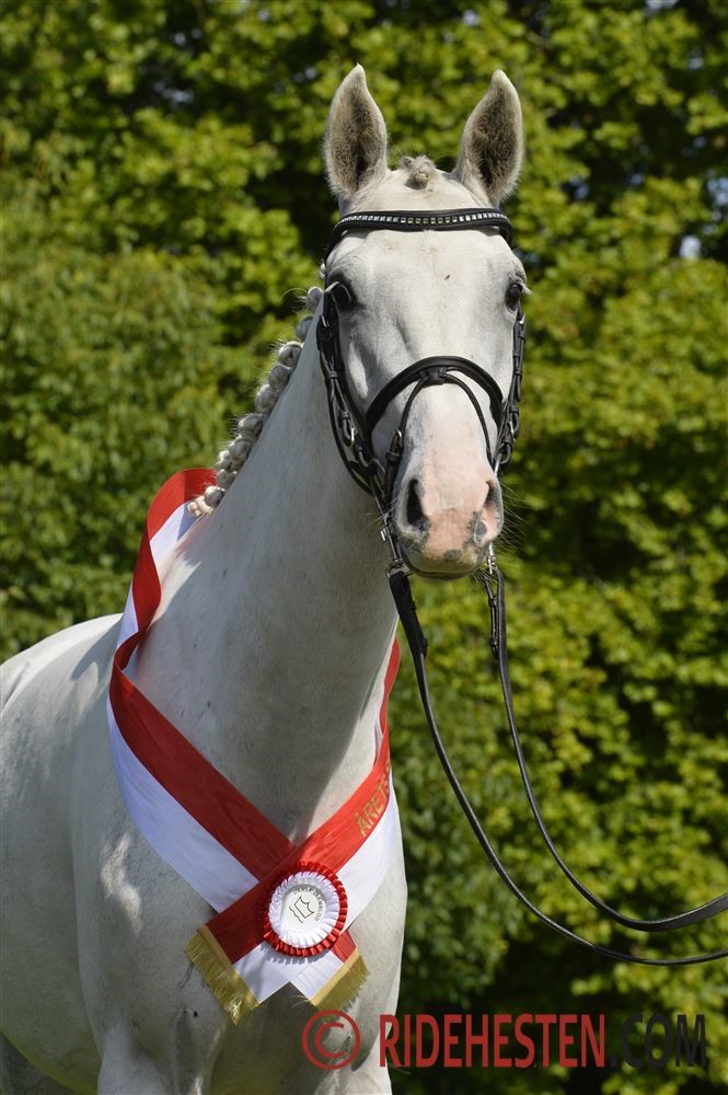 The silver medal mare Bøgegårdens Aida became Showjumper Mare of the Year 2019. She is by Bøgegårdens Apollo out of Herzdame II by Calato, bred and owned by Stina and Jørgen Schmidt, Bøgegården.
