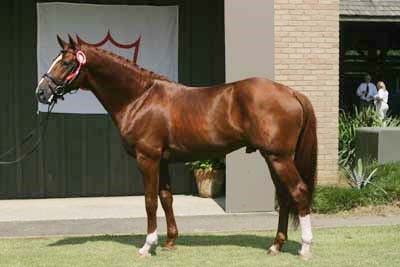 The stallion Highlight 2009